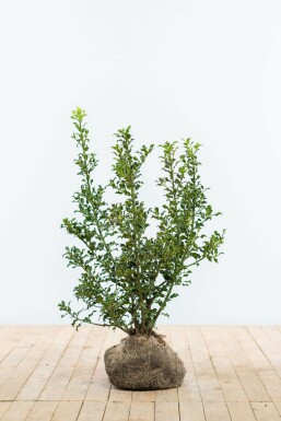 Houx commun Ilex aquifolium 'Alaska' Haie 60-80 Motte