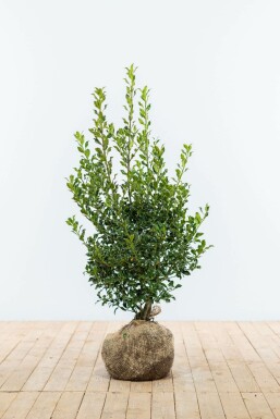 Houx / Ilex Aquifolium Alaska 80-100 cm