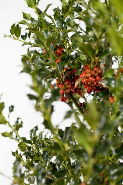 Houx / Ilex Aquifolium Alaska 80-100 cm