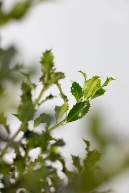 Houx / Ilex Aquifolium Alaska 80-100 cm