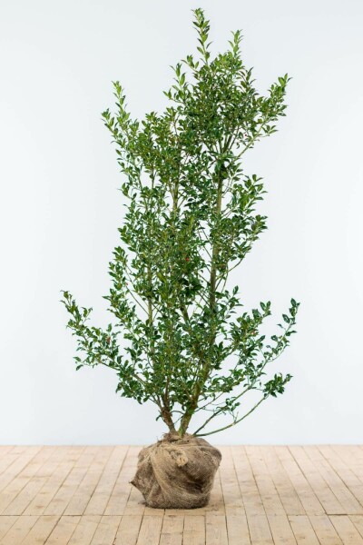 Houx / Ilex Aquifolium Alaska 125-150 cm