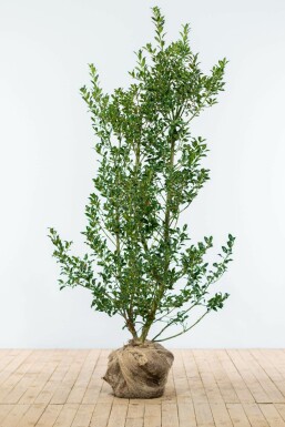 Houx commun Ilex aquifolium 'Alaska' Haie 125-150 Motte Houx / Ilex Aquifolium Alaska 125-150 cm