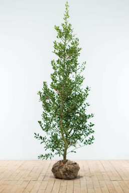 Houx / Ilex Aquifolium Alaska 150-175 cm