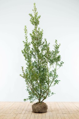 Houx / Ilex Aquifolium Alaska 175-200 cm