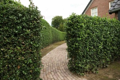 Houx / Ilex Aquifolium Alaska 175-200 cm