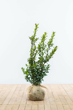 Chêne Ilex × meserveae 'Blue Maid' Haie 60-80 Motte Houx / Ilex Meserveae Blue Maid 60-80 cm