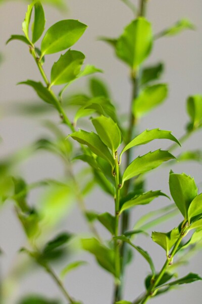 Chêne Ilex × meserveae 'Blue Maid' Haie 60-80 Motte Houx / Ilex Meserveae Blue Maid 60-80 cm