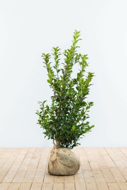 ChĂȘne Ilex Ă meserveae 'Blue Maid' Haie 80-100 Motte Houx / Ilex Meserveae Blue Maid 80-100 cm