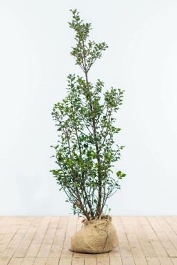 Houx / Ilex Meserveae Blue Maid