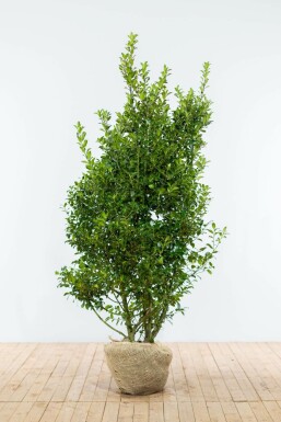 ChĂȘne Ilex Ă meserveae 'Blue Maid' Haie 150-175 Motte Houx / Ilex Meserveae Blue Maid 150-175 cm