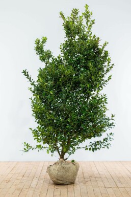 ChĂȘne Ilex Ă meserveae 'Blue Maid' Haie 175-200 Motte Houx / Ilex Meserveae Blue Maid 175-200 cm