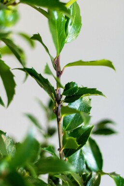 Houx / Ilex Meserveae Blue Maid 175-200 cm