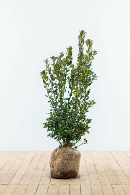 Houx / Ilex Meserveae Blue Prince