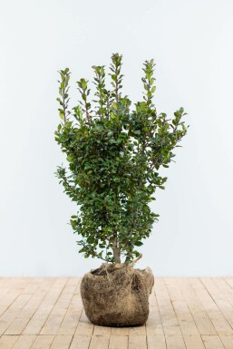 ChĂȘne Ilex Ă meserveae 'Blue Prince' Haie 80-100 Motte Houx / Ilex Meserveae Blue Prince 80-100 cm