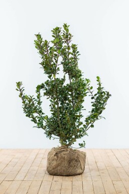 ChĂȘne Ilex Ă meserveae 'Blue Prince' Haie 100-125 Motte Houx / Ilex Meserveae Blue Prince 100-125 cm