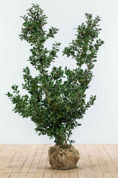 Houx / Ilex Meserveae Blue Prince 125-150 cm