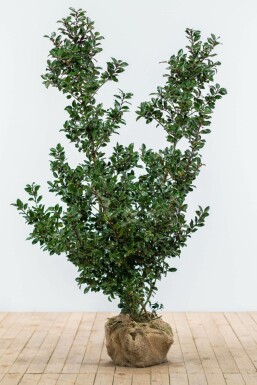 ChĂȘne Ilex Ă meserveae 'Blue Prince' Haie 125-150 Motte Houx / Ilex Meserveae Blue Prince 125-150 cm