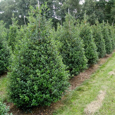Houx / Ilex Meserveae Blue Prince 125-150 cm