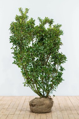 ChĂȘne Ilex Ă meserveae 'Blue Prince' Haie 150-175 Motte Houx / Ilex Meserveae Blue Prince 150-175 cm