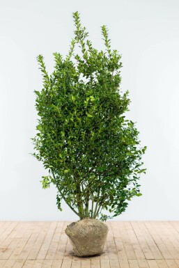 ChĂȘne Ilex Ă meserveae 'Blue Prince' Haie 175-200 Motte Houx / Ilex Meserveae Blue Prince 175-200 cm