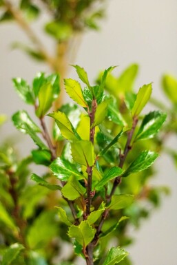 Chêne Ilex × meserveae 'Blue Prince' Haie 175-200 Motte