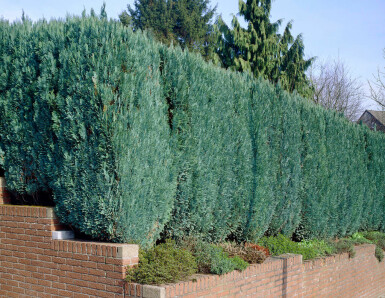 Chamaecyparis de Lawson Chamaecyparis lawsoniana 'Columnaris Glauca' Haie 60-80 Motte