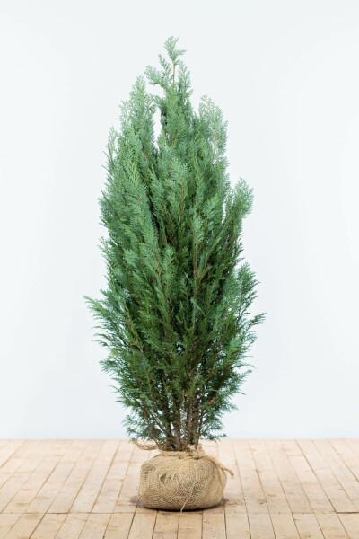 Cypres / Chamaecyparis Lawsoniana Columnaris Glauca 140-160 cm