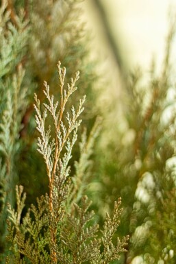 Cypres / Chamaecyparis Lawsoniana Columnaris Glauca 140-160 cm