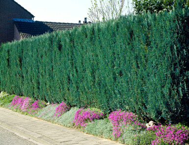 Cypres / Chamaecyparis Lawsoniana Columnaris Glauca 140-160 cm