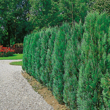 Cypres / Chamaecyparis Lawsoniana Columnaris Glauca 140-160 cm
