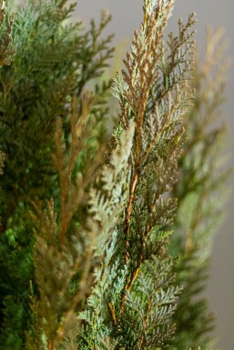 Cypres / Chamaecyparis Lawsoniana Columnaris Glauca 140-160 cm