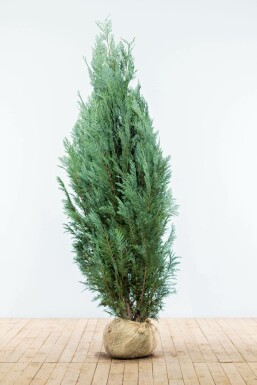 Chamaecyparis de Lawson Chamaecyparis lawsoniana 'Columnaris Glauca' Haie 160-180 Motte Cypres / Chamaecyparis Lawsoniana Columnaris Glauca 160-180 cm