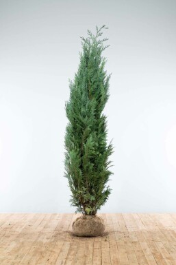 Chamaecyparis de Lawson Chamaecyparis lawsoniana 'Columnaris Glauca' Haie 200-225 Motte Cypres / Chamaecyparis Lawsoniana Columnaris Glauca 200-225 cm