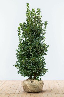 Chêne Ilex × meserveae 'Heckenfee' Haie 125-150 Motte