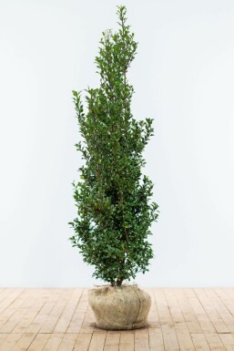 Houx / Ilex Meserveae Heckenfee 150-175 cm
