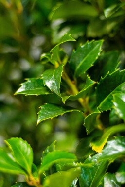 Houx / Ilex Meserveae Heckenfee 150-175 cm