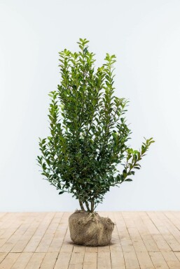 Chêne Ilex × meserveae 'Heckenpracht' Haie 60-80 Motte Houx / Ilex Meserveae Heckenpracht 60-80 cm