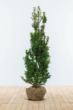 ChĂȘne Ilex Ă meserveae 'Heckenpracht' Haie 80-100 Motte Houx / Ilex Meserveae Heckenpracht 80-100 cm