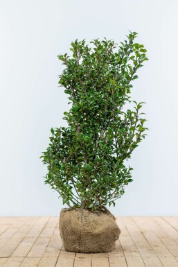 ChĂȘne Ilex Ă meserveae 'Heckenpracht' Haie 100-125 Motte Houx / Ilex Meserveae Heckenpracht 100-125 cm