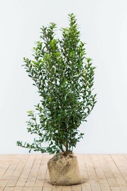 ChĂȘne Ilex Ă meserveae 'Heckenpracht' Haie 125-150 Motte Houx / Ilex Meserveae Heckenpracht 125-150 cm