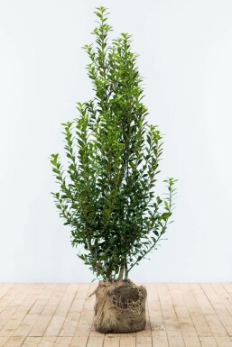 ChĂȘne Ilex Ă meserveae 'Heckenpracht' Haie 150-175 Motte Houx / Ilex Meserveae Heckenpracht 150-175 cm