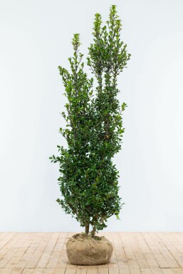 Chêne Ilex × meserveae 'Heckenpracht' Haie 175-200 Motte Houx / Ilex Meserveae Heckenpracht 175-200 cm