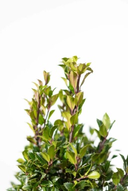 Chêne Ilex × meserveae 'Heckenpracht' Haie 175-200 Motte Houx / Ilex Meserveae Heckenpracht 175-200 cm