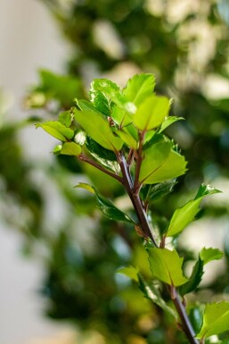 Chêne Ilex × meserveae 'Heckenstar' Haie 60-80 Motte