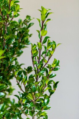 Houx / Ilex Meserveae Heckenstar 60-80 cm