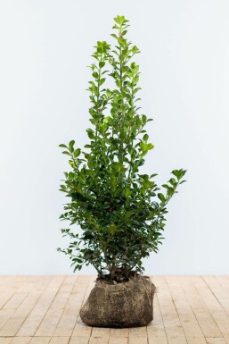 ChĂȘne Ilex Ă meserveae 'Heckenstar' Haie 80-100 Motte Houx / Ilex Meserveae Heckenstar 80-100 cm