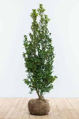 ChĂȘne Ilex Ă meserveae 'Heckenstar' Haie 100-125 Motte Houx / Ilex Meserveae Heckenstar 100-125 cm