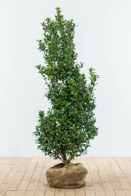 ChĂȘne Ilex Ă meserveae 'Heckenstar' Haie 125-150 Motte Houx / Ilex Meserveae Heckenstar 125-150 cm