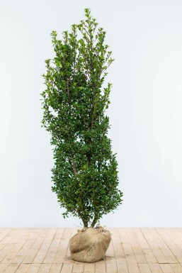 ChĂȘne Ilex Ă meserveae 'Heckenstar' Haie 150-175 Motte Houx / Ilex Meserveae Heckenstar 150-175 cm
