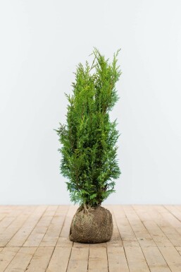 Chamaecyparis de Lawson Chamaecyparis lawsoniana 'Ivonne' Haie 60-80 Motte Cypres / Chamaecyparis Lawsoniana Columnaris Ivonne 60-80 cm